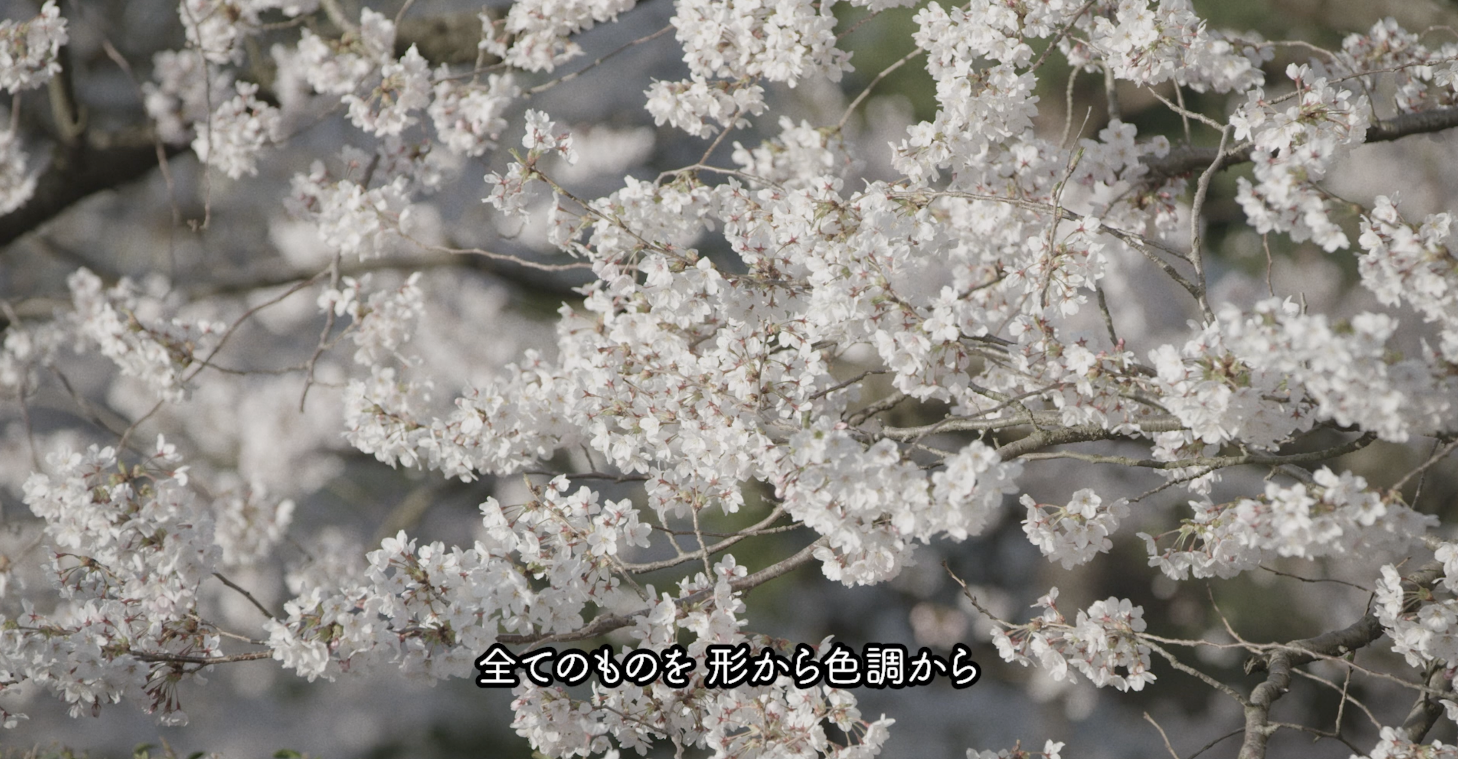 Kijishi cherry blossoms